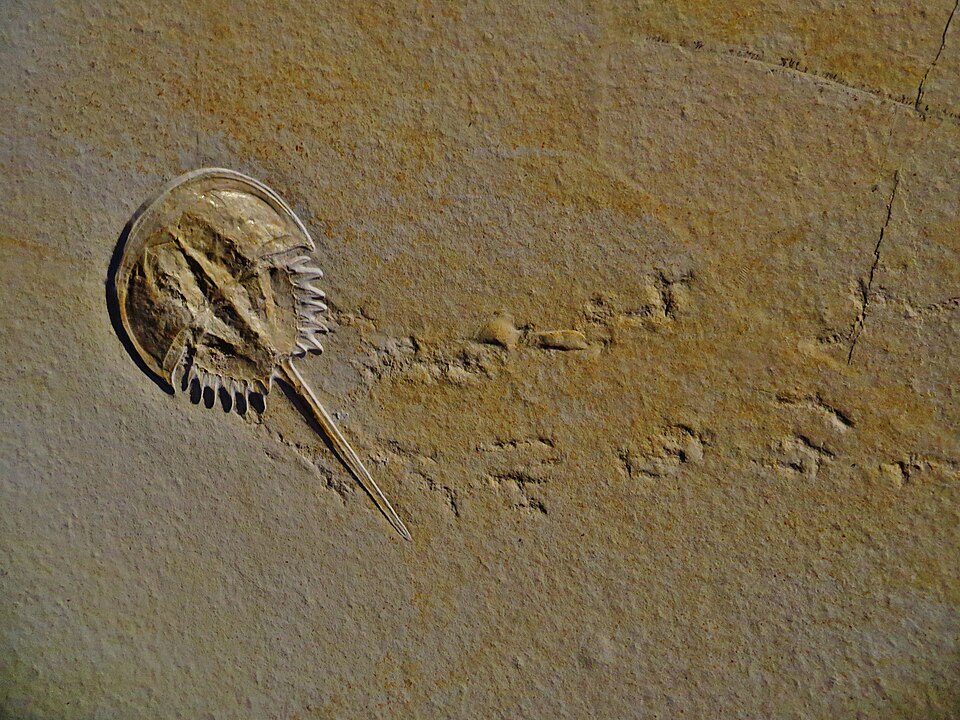 Mesolimulus fossil with trackways